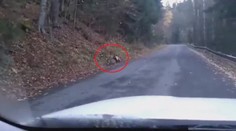 Zábery ako z džungle: V Kremnických vrchoch sa podarilo nakrútiť nezvyčajný útok šelmy