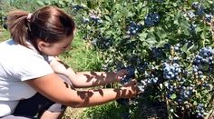Sezóna zberu čučoriedok sa začala. Nazbierať si ich okrem lesa môžete aj na fialových plantážach