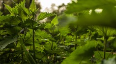 Tragédia v Bardejove. Žena zomrela pri zbieraní žihľavy