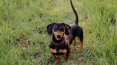 Sploštené nosy a pridlhé chrbty. Plemená psov, ktoré by pre svoj vzhľad mohli trpieť, chcú zakázať