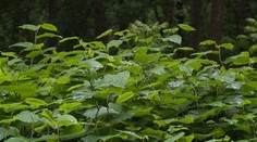 Pochádzajú z ďalekých krajín a ohrozujú zeleň. Vykynožiť tieto rastliny nie je ľahké