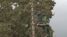 Nemajú kde postaviť autá, no zelene sa vzdať nechcú. Prešovčanom stromy pred domom nahradí parkovisko