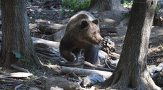 Po zimnom spánku ho premohol hlad. Medveď sa vlámal do kuchyne tatranskej čajovne