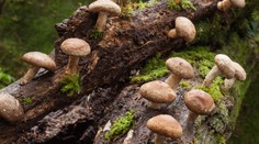 Sú nielen chutné, ale aj zdravé. Konzumácia húb má mnohé benefity