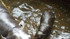 Nový rozkošný prírastok v bratislavskej ZOO