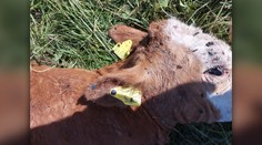 Medveď v okolí Štiavnice zabil štyri jalovice. Pohybuje sa v blízkosti turistických chodníkov