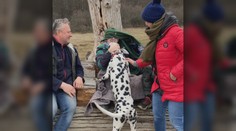 Rodinná prechádzka lesom sa skončila tragédiou. Poľovník im zastrelil psa