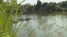 Dýchacie ťažkosti, vyrážky, ale i črevné problémy. So sinicami bojujú na košickom jazere