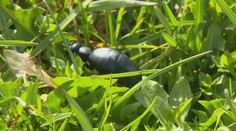 Nemecko straší jedovatý chrobák. Po premnožení ohrozuje aj škôlky či detské ihriská