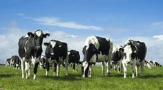 Vedci geneticky upravili sfarbenie kráv. Chcú ich tak ochrániť pred klimatickými zmenami