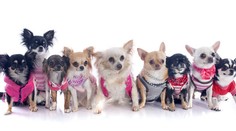 Je zima nielen vám, ale aj štvornohým miláčikom. Obliecť alebo neobliecť ich?