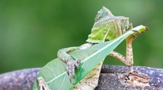 Fotka jašterice, ktorá obletela svet: Aj ja viem hrať na gitare!