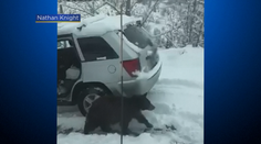 Medveď sa vlámal do piatich áut. Spôsobil v nich hotovú katastrofu