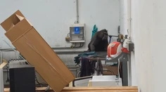 Chytili makaka, ktorý ušiel zo zoo