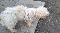 Utrpenie pri Nových Zámkoch. Majiteľ nechal psov v otrasných podmienkach a odišiel za lepším životom