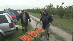 Po krupobití narýchlo oberali v daždi. Ovocinárovi z Duloviec zachránili sezónu marhúľ stovky samozberačov