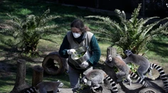 Ťažké časy v zoologických záhradách: Niektoré zvieratá budú musieť utratiť a nakŕmia nimi iné