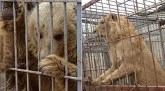 Doplatili na vojnu. V zoo našli dve zúbožené zvieratá, takto žijú dnes