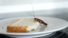 VIDEO: Najedia sa kráľovsky a zadarmo. Rodina sa v reštauráciách sťažuje na švába v jedle, dávajú ho tam však sami