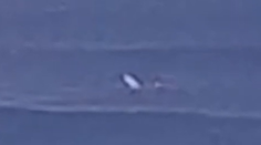 VIDEO: Na mladíka pri vyhlásenej lokalite v Austrálii zaútočil veľký žralok. Zranený preplával 600 metrov