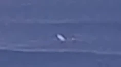 VIDEO: Na mladíka pri vyhlásenej lokalite v Austrálii zaútočil veľký žralok. Zranený preplával 600 metrov