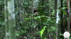 V Amazonskom pralese zomrel „najosamelejší muž sveta“.  Telo mal pokryté perím z papagájov