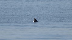 FOTO: V londýnskej Temži videli vraj žraloky, experti to nevylúčili