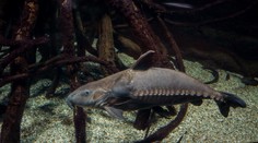 Malý, ale agresívny. Sumček americký ničí populáciu ostatných rýb v našich nádržiach