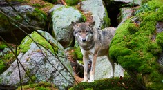 V Tatrách zastrelili už 11 vlkov, podľa ochranárov je to príliš veľa