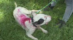 Ľudí chytil za srdce pes Joker, ktorého našli celého dokaličeného: Toto je jeho príbeh