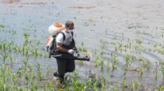 Pripravte sa na inváziu komárov. Záplavy vytvorili veľké množstvo liahnísk