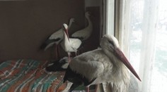 Osud bocianov im nie je ľahostajný. Bulhari poskytli vyčerpaným vtákom domov