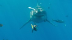 Fotograf zachytil fantastický moment. Presne ako v obľúbenej detskej rozprávke