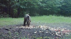 V Národnom parku Veľká Fatra riešia záhadu. Niekto úmyselne prikrmuje medvede