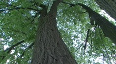 Strom vraj ohrozuje majetok a život. Rúbať ho aj tak nebudú