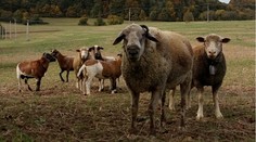 Agresívny baran opäť útočil. Na Myjave vážne zranil dôchodkyňu, teraz naháňal aj jej syna