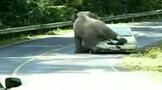 Ako to vysvetlí poisťovni? Rodine sadol na auto slon