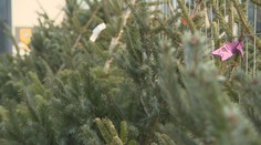 Plánujete vyhodiť vianočný stromček? V tom prípade vám hrozí takáto pokuta