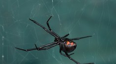 Traja bratia sa nechali pohrýzť čiernou vdovou. Mysleli si, že nadobudnú superschopnosti