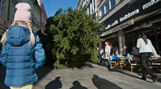 Prevážal obrovský vianočný stromček, zdemoloval časť mesta: Polícia ho šalamúnsky vystopovala