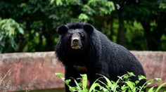Medveď čierny zabíjal: Rozdriapal ženu, ktorá išla skontrolovať psy