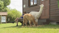 Inteligentné zvieratá, ktoré majú vždy radosť zo života. Boli sme sa pozrieť u chovateľa alpák