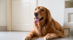 Svadbu snov v Taliansku im ohrozil pes. Krátko pred odletom ženíchovi zožral pas