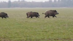 Africký mor ošípaných ohrozuje Slovensko. Už ho zaznamenali na našich hraniciach