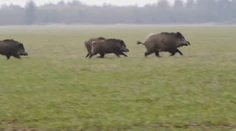 Africký mor ošípaných ohrozuje Slovensko. Už ho zaznamenali na našich hraniciach