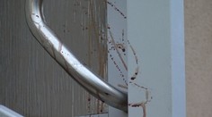 Natrel kľučky krvou, kričal, že má HIV. Polícia má výsledky rozboru krvi