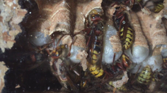 Sršne si aktuálne stavajú hniezda. Ich bodnutie môže byť nebezpečné, útočia len v jednom prípade