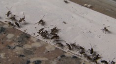 V Ješkovej Vsi sa premnožil nepríjemný hmyz. Je všade