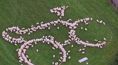 VIDEO: Divákov na cyklistických pretekoch Okolo Británie potešil ovečkový bicykel