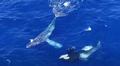 VIDEO: Keď už to vyzeralo, že veľryba obkľúčená kosatkami to má zrátané, stalo sa niečo nečakané